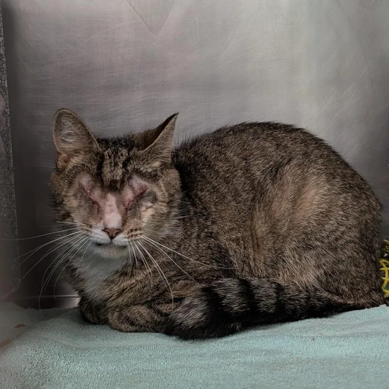 An adult medium-sized female Brown / Chocolate Domestic Short Hair cat named Sweetie for adoption in Birdsboro, PA