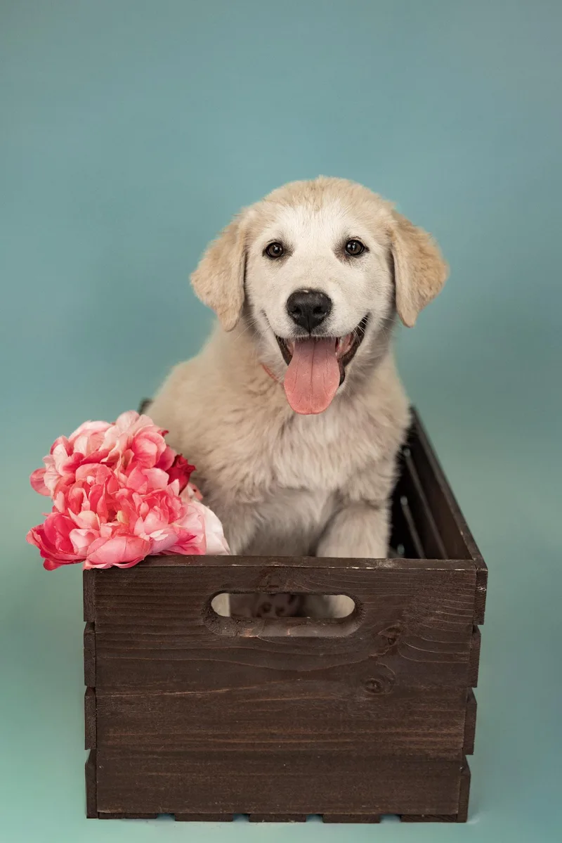 A baby large-sized male Great Pyrenees dog named 602-26 for adoption in Brighton, CO