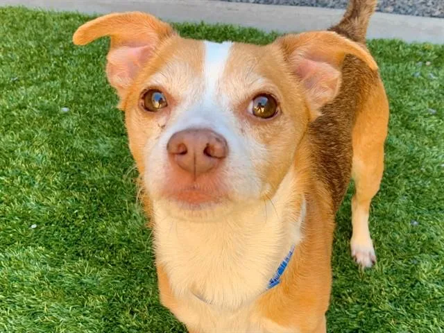 An adult small-sized male Yellow / Tan / Blond / Fawn Chihuahua dog named Save Me Please Geoff for adoption in San Marcos, CA