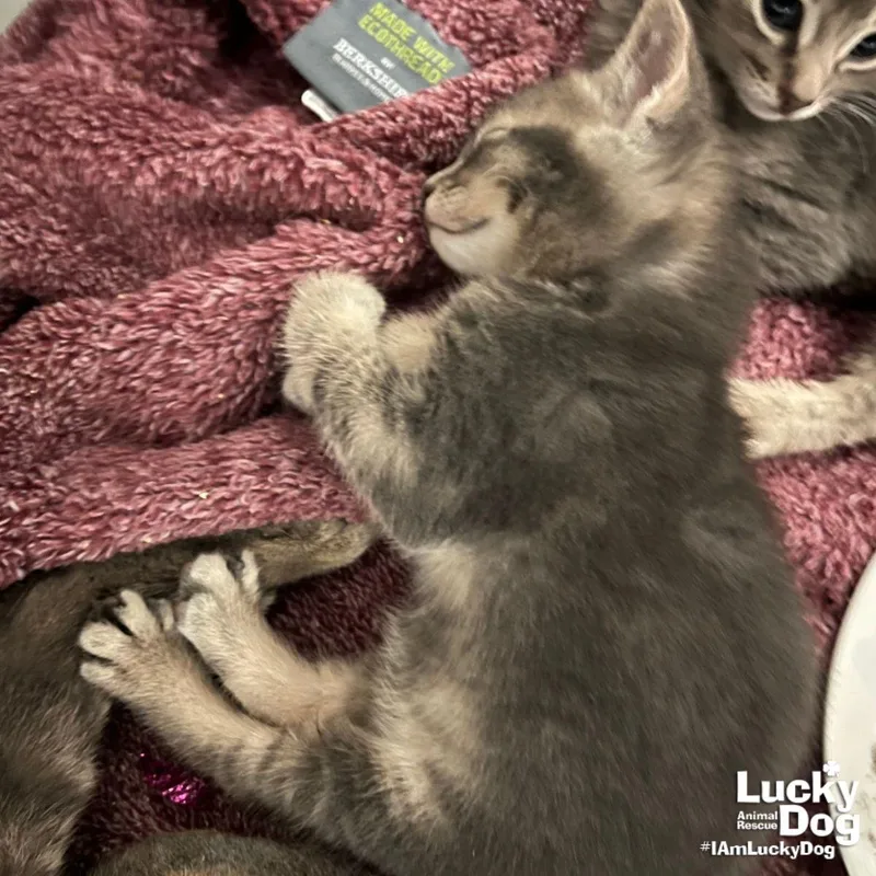A baby medium-sized male Domestic Short Hair cat named Cuppa Nescafe for adoption in Washington, DC