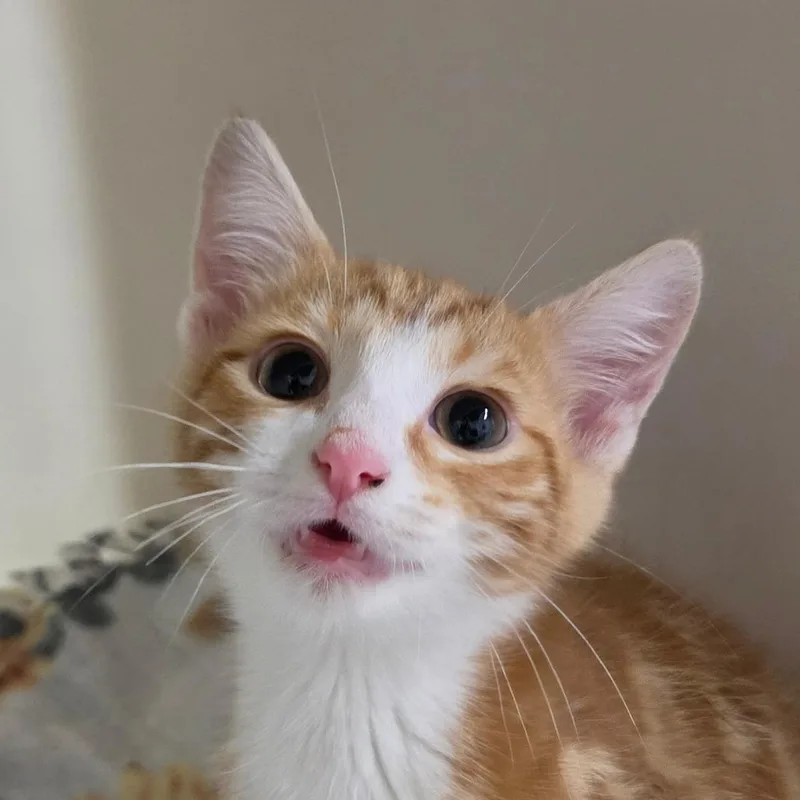 A baby small-sized male Orange / Red Domestic Short Hair cat named Patrick for adoption in Zanesville, OH