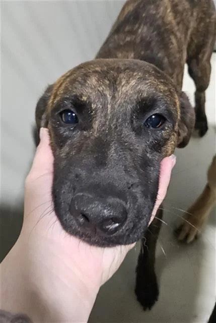 A young medium-sized male Brindle Plott Hound dog named Naboo for adoption in Thousand Oaks, CA