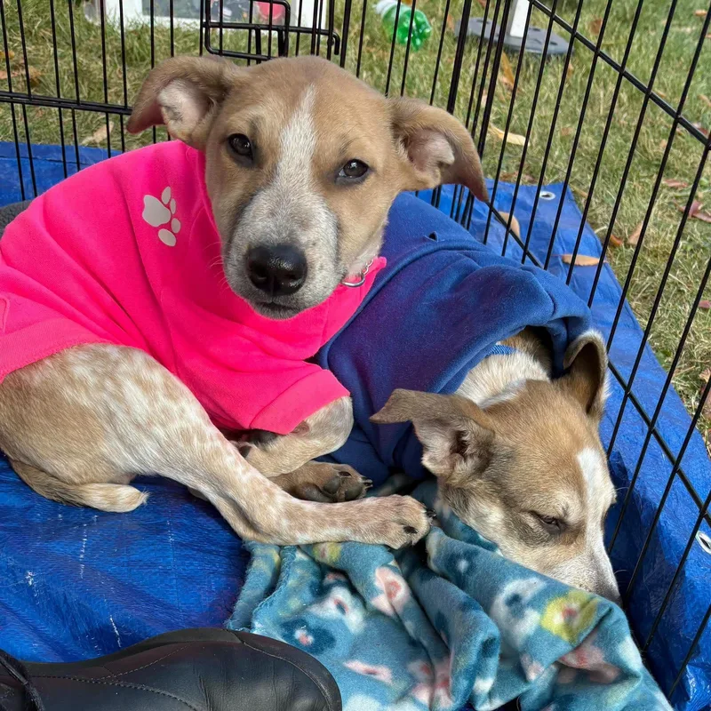 A baby medium-sized female White / Cream Cattle Dog named Pepsi for adoption in Lake View, NY