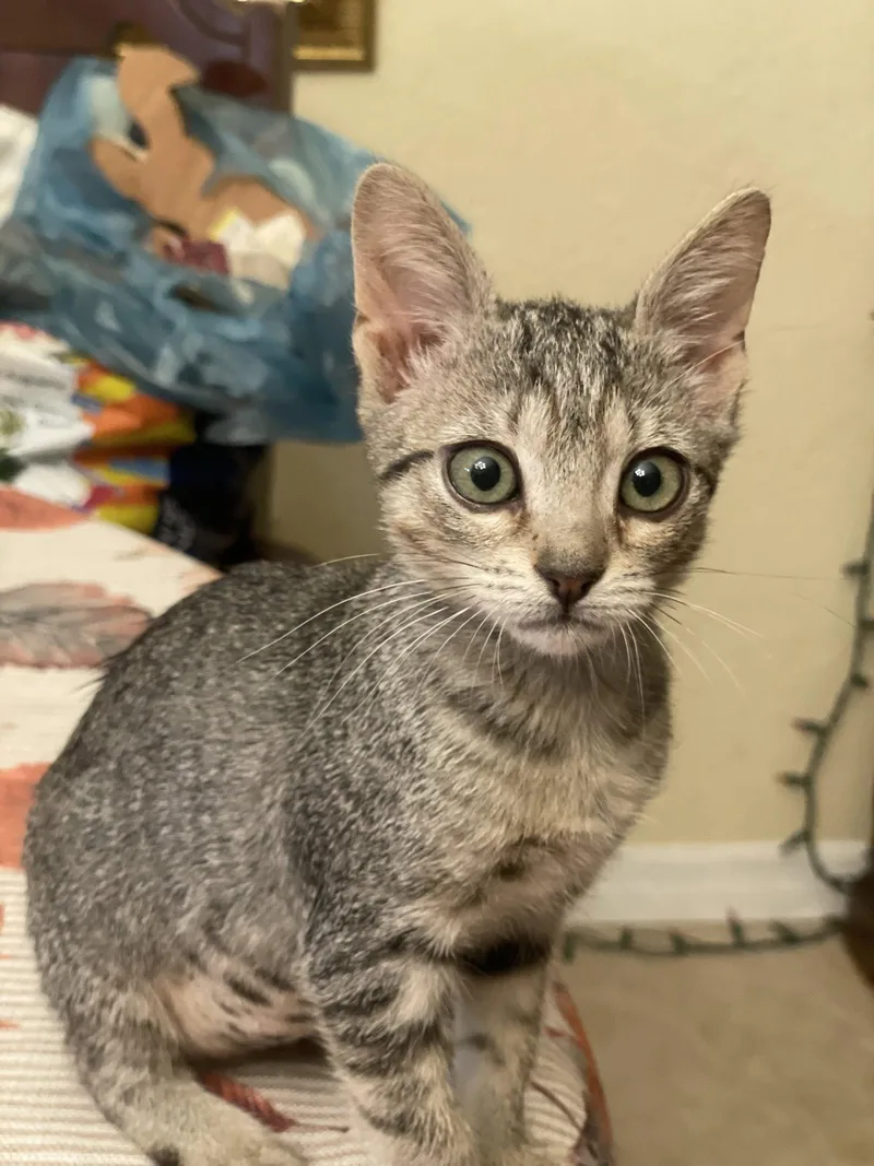 A baby medium-sized female Tabby cat named Tinkerbelle for adoption in Wesley Chapel, FL
