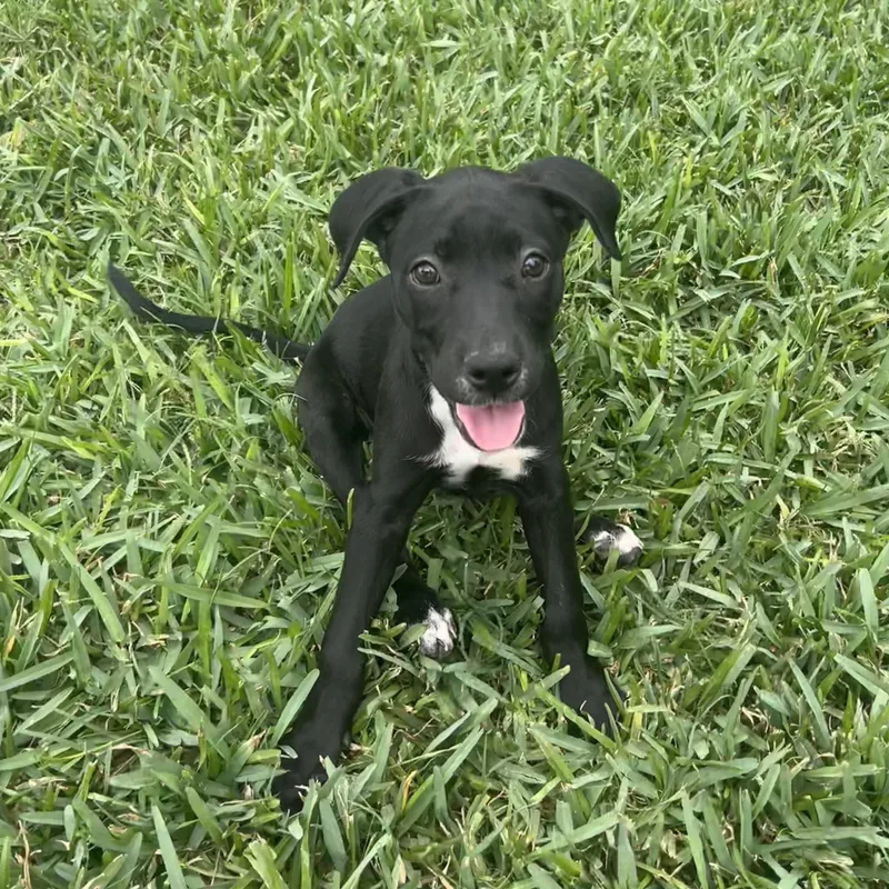 A baby medium-sized female Black Black Labrador Retriever dog named Janice for adoption in Manvel, TX