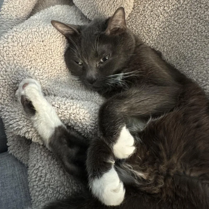 A senior medium-sized male Gray / Blue / Silver Domestic Short Hair cat named Charlie for adoption in Las Vegas, NV