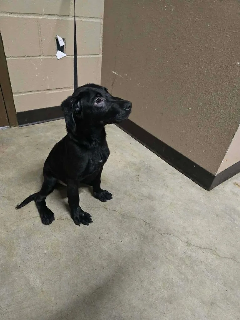 A baby small-sized male Labrador Retriever dog named Saturn for adoption in Huntsville, TX