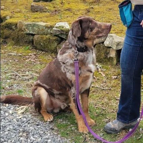 An adult large-sized male Mixed Breed dog named Dudley for adoption in Buffalo, MN