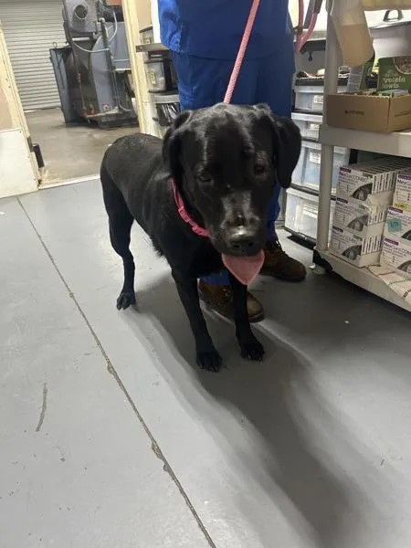 An adult large-sized female Labrador Retriever dog named B Brandy for adoption in Dallas, GA