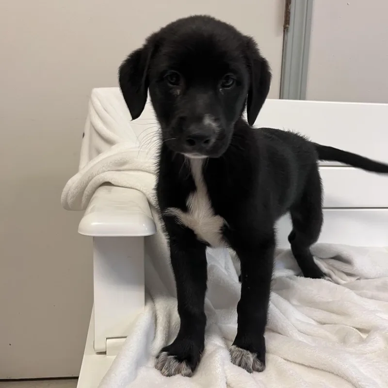 A baby large-sized male Black Australian Shepherd dog named Google for adoption in West Jefferson, OH