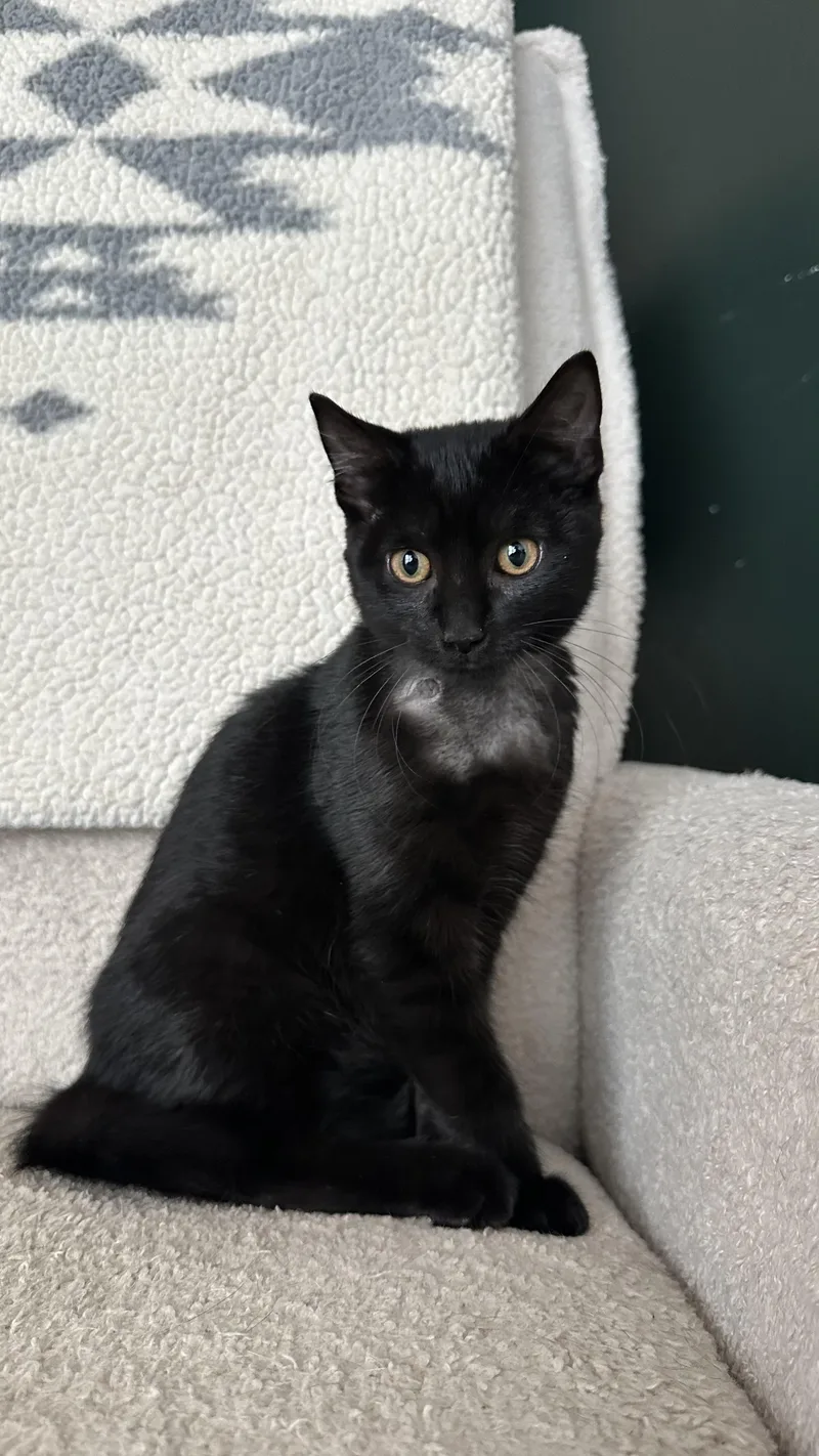 A baby small-sized female Domestic Short Hair cat named Fly Girl for adoption in Crystal Lake, IL