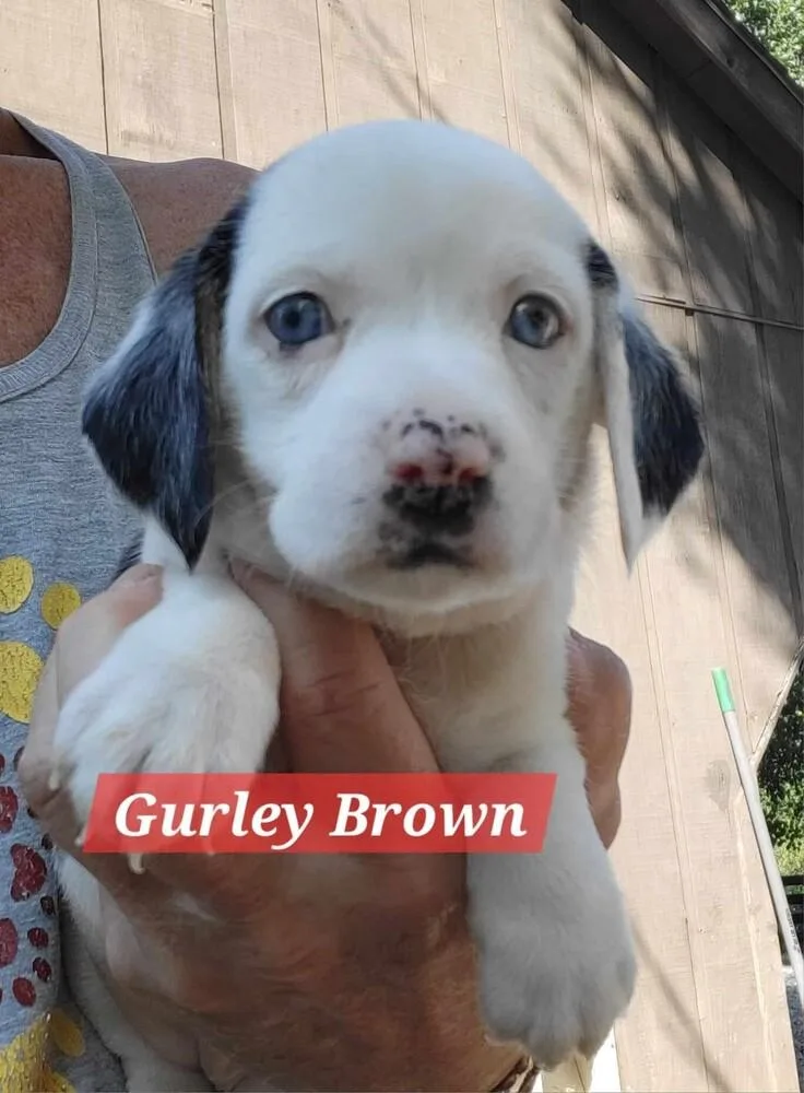 Gurley Brown