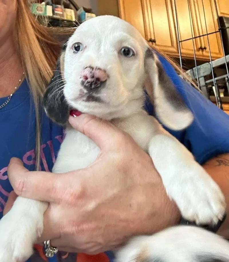 Gurley Brown thumbnail 3
