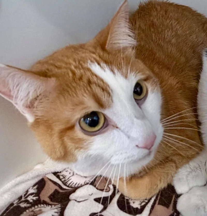 Lucy Goosie thumbnail 2