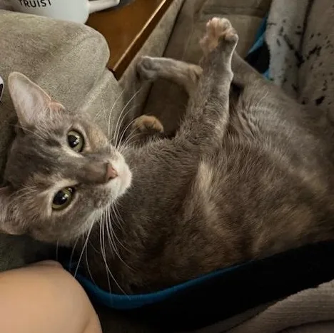 A young medium-sized female Calico Calico cat named Gracie for adoption in Clarksville, VA