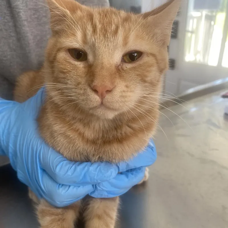 A baby small-sized female Orange / Red Domestic Short Hair cat named Zelda for adoption in Chapel Hill, NC