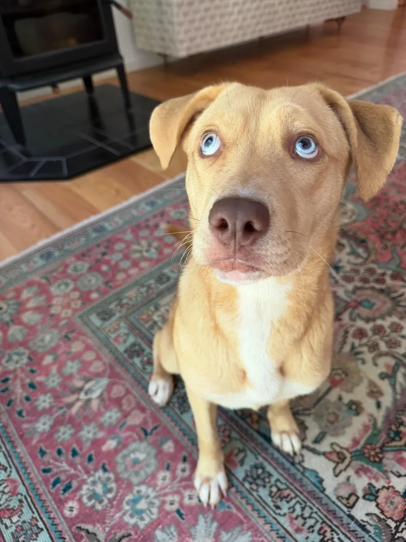 A young medium-sized female Apricot / Beige Mixed Breed dog named Sassy for adoption in Vassalboro, ME