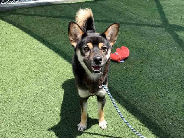 A young medium-sized male Terrier dog named Royal for adoption in Carlsbad, CA
