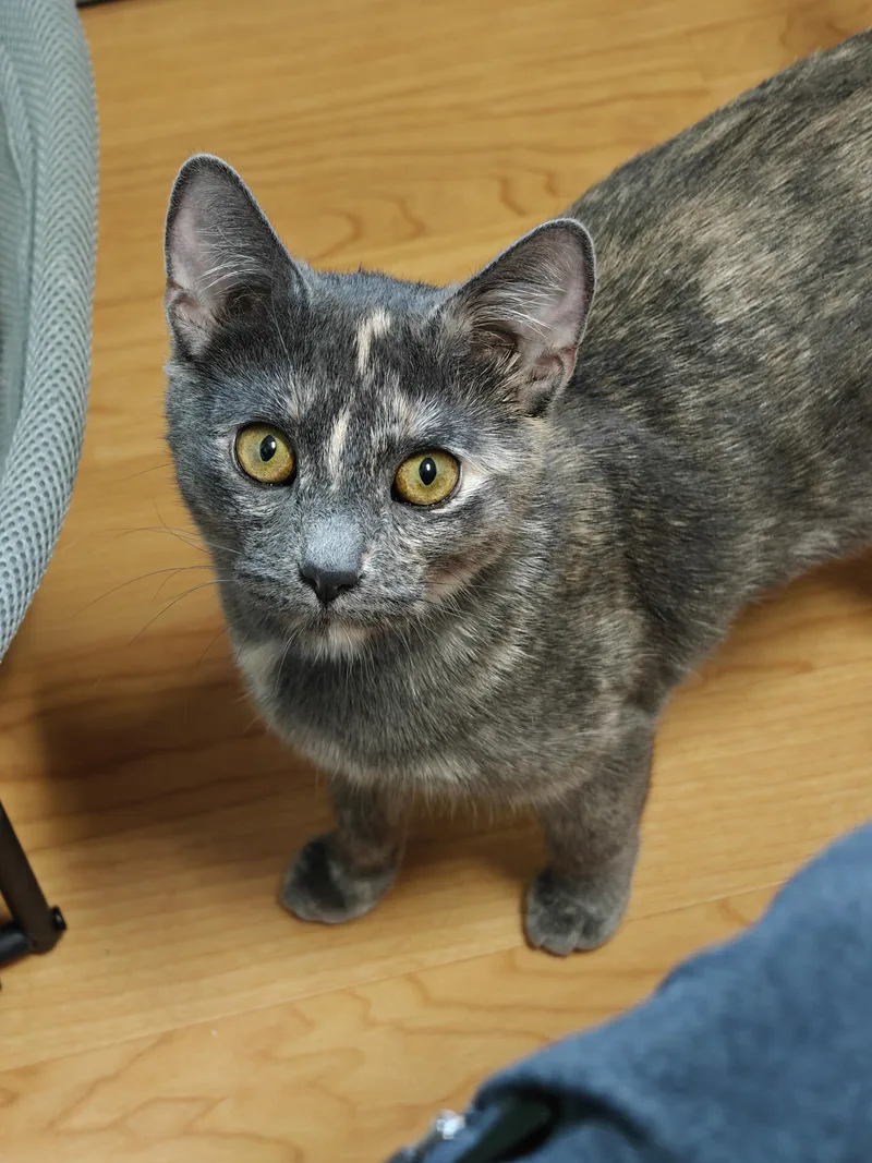 A young medium-sized female Dilute Tortoiseshell Domestic Short Hair cat named Bridget for adoption in New Britain, CT