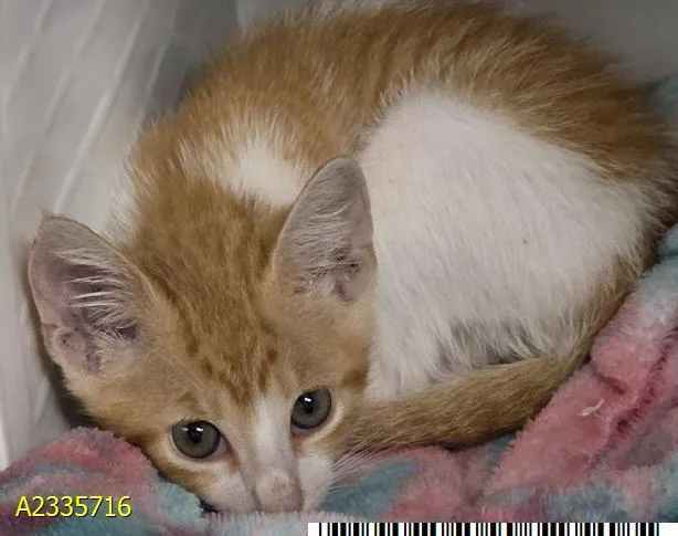 A baby small-sized male Domestic Short Hair cat named Ren Kagamine for adoption in West Palm Beach, FL