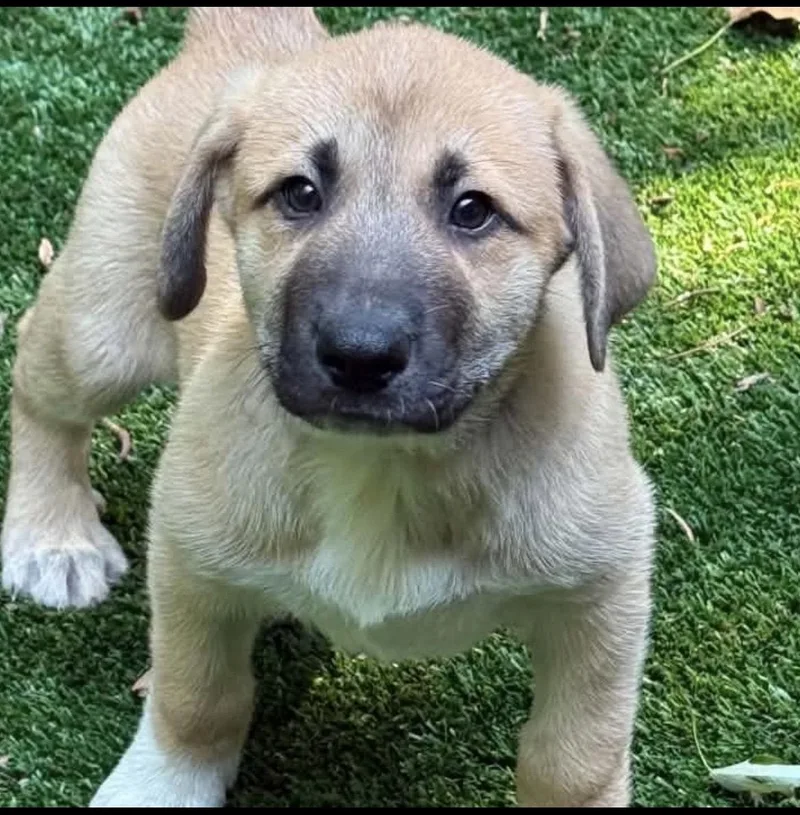 Fonzie