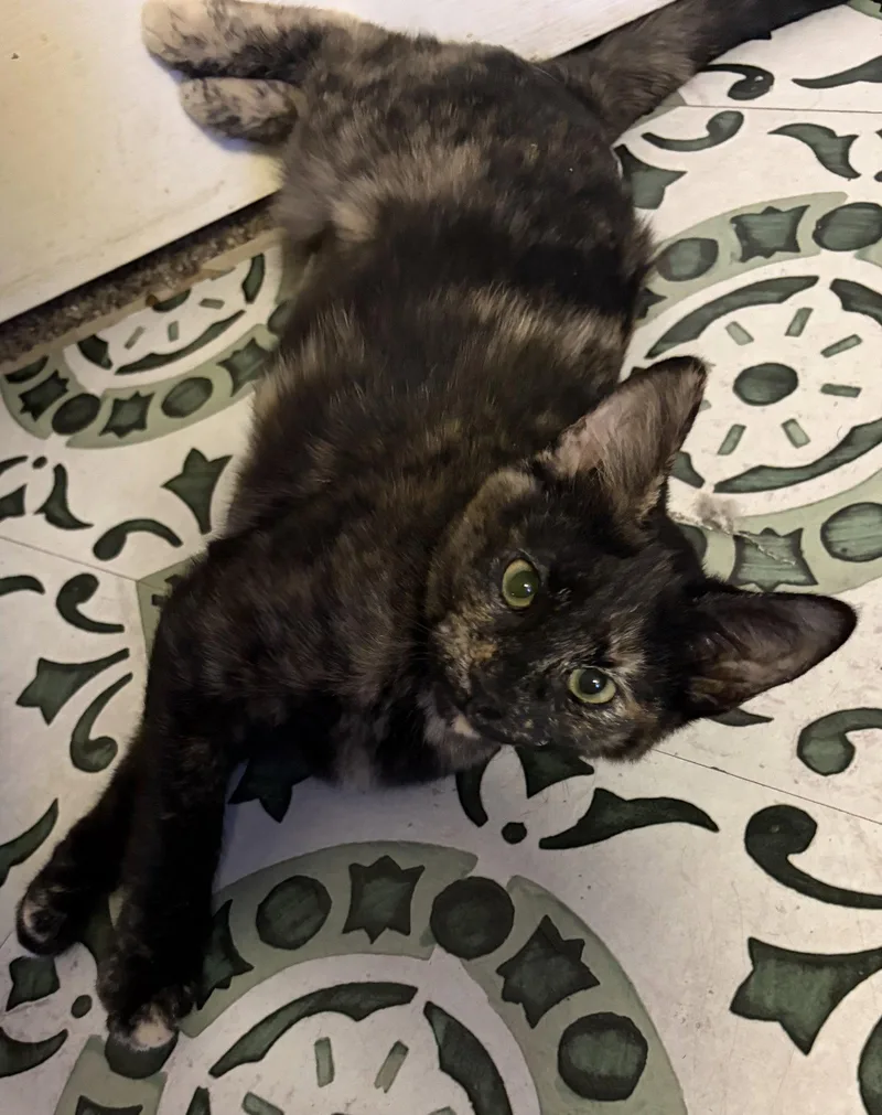A baby medium-sized female Domestic Short Hair cat named Winky for adoption in Glendale, AZ