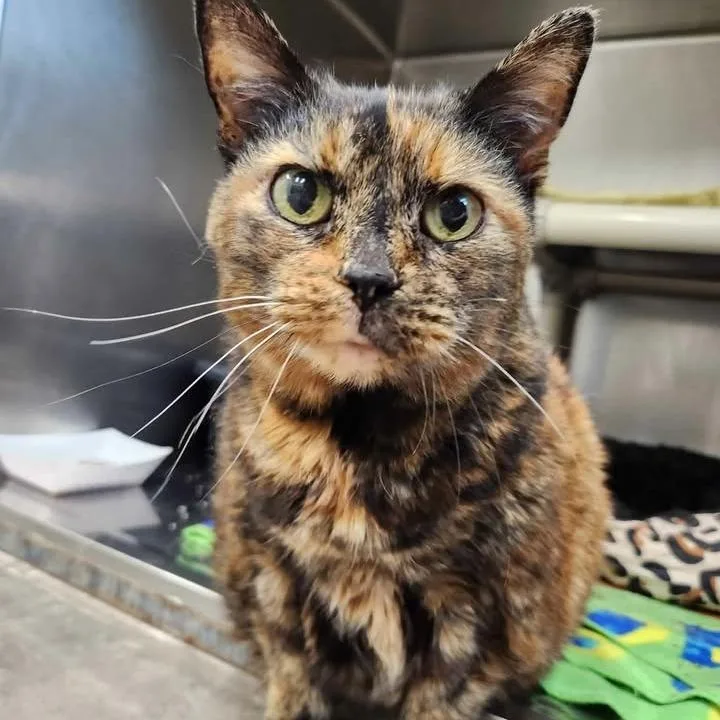 A senior large-sized female Tortoiseshell Domestic Short Hair cat named Belladonna for adoption in Winthrop, ME
