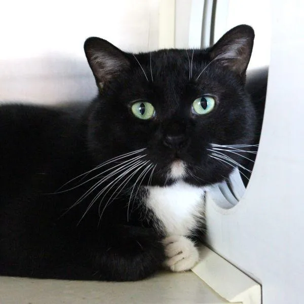 A young medium-sized male Domestic Short Hair cat named Comet Bonded Buddy for adoption in Des Moines, IA