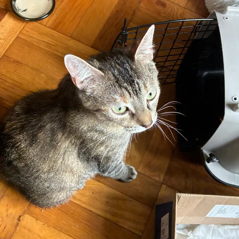 A young medium-sized female Torbie Domestic Short Hair cat named Agatha Christie for adoption in Columbia, MO