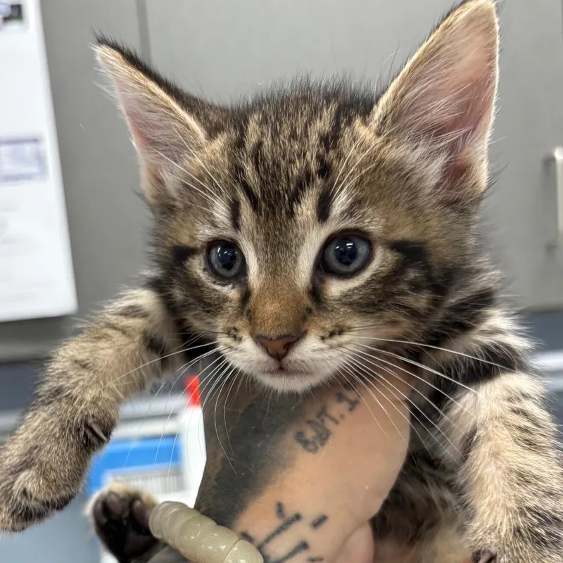 A baby small-sized male Brown / Chocolate Domestic Short Hair cat named Raphael for adoption in Milton, FL