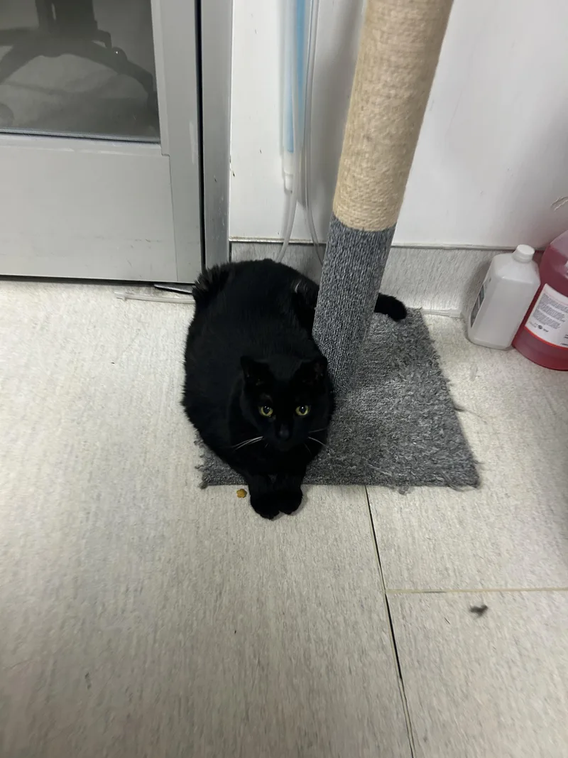 A senior large-sized female Black Domestic Short Hair cat named Marni for adoption in Torrance, CA