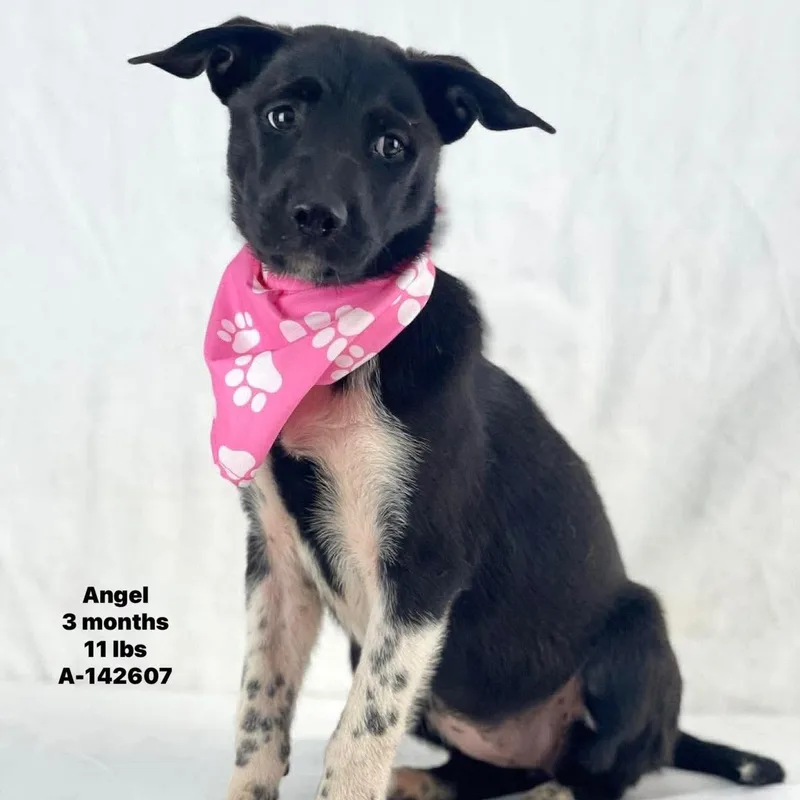 A baby medium-sized female Black Labrador Retriever dog named Angel Local August for adoption in Brookshire, TX