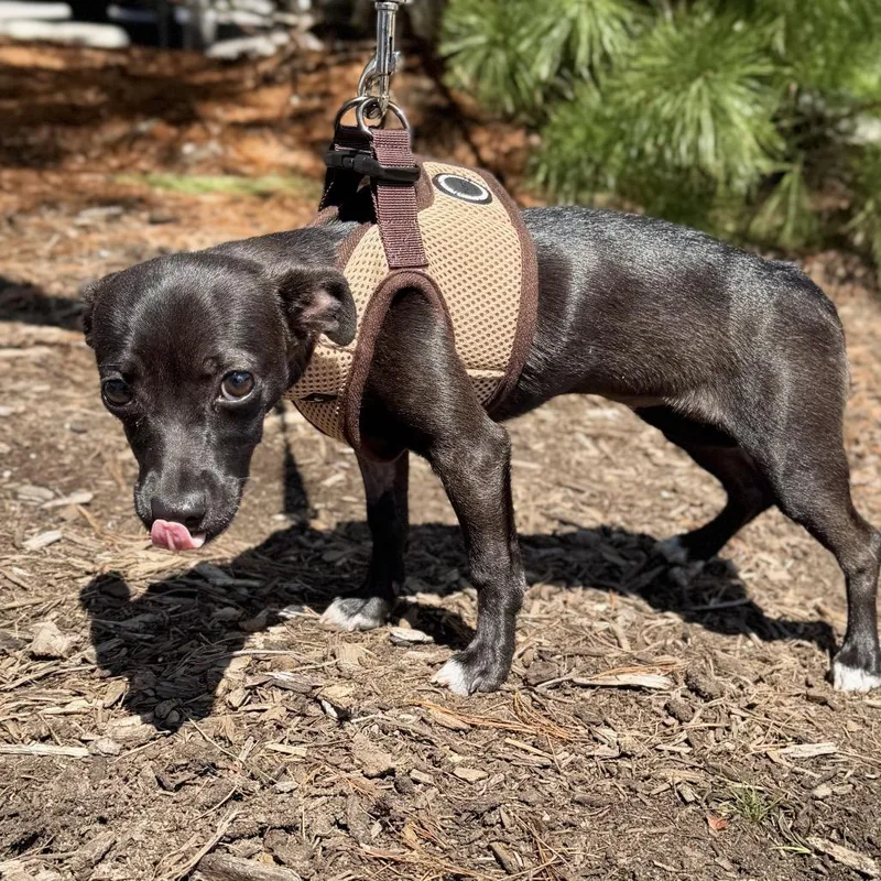 A baby small-sized female Brown / Chocolate Chihuahua dog named Tadpole for adoption in East Hampton, NY