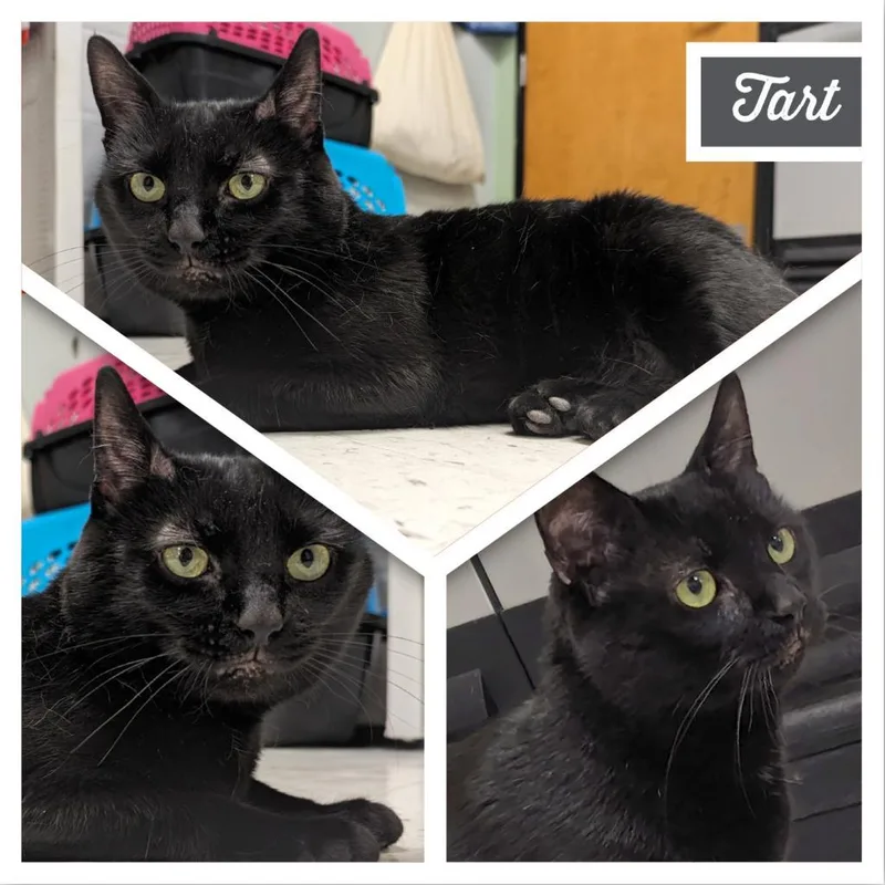 An adult extra large-sized male Domestic Short Hair cat named Sunny for adoption in Downers Grove, IL