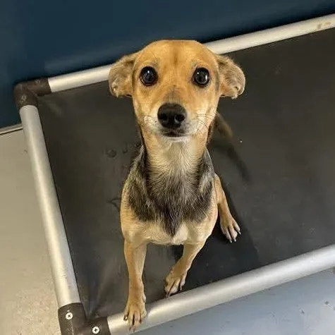 An adult small-sized female Sable Chihuahua dog named Ragatha for adoption in Eugene, OR
