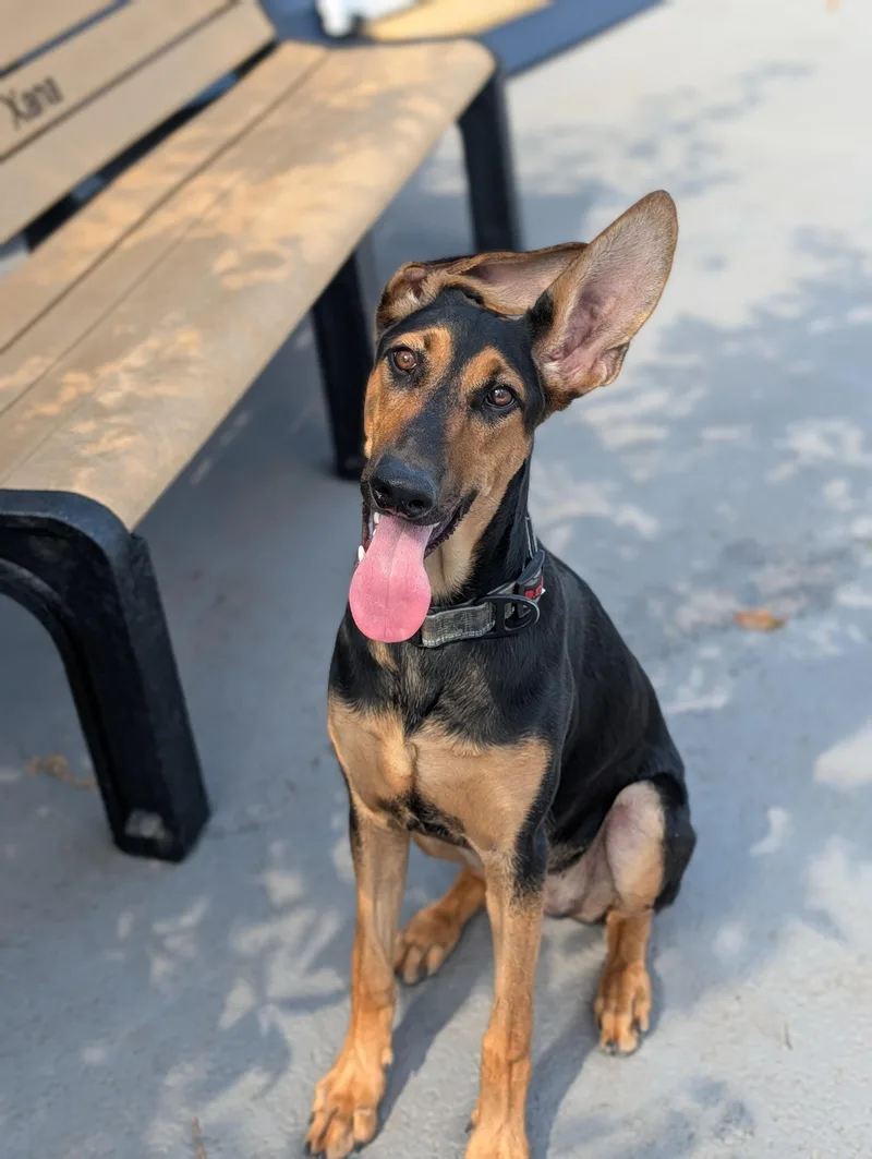 A young large-sized female German Shepherd Dog dog named Vera for adoption in Plainfield, NJ