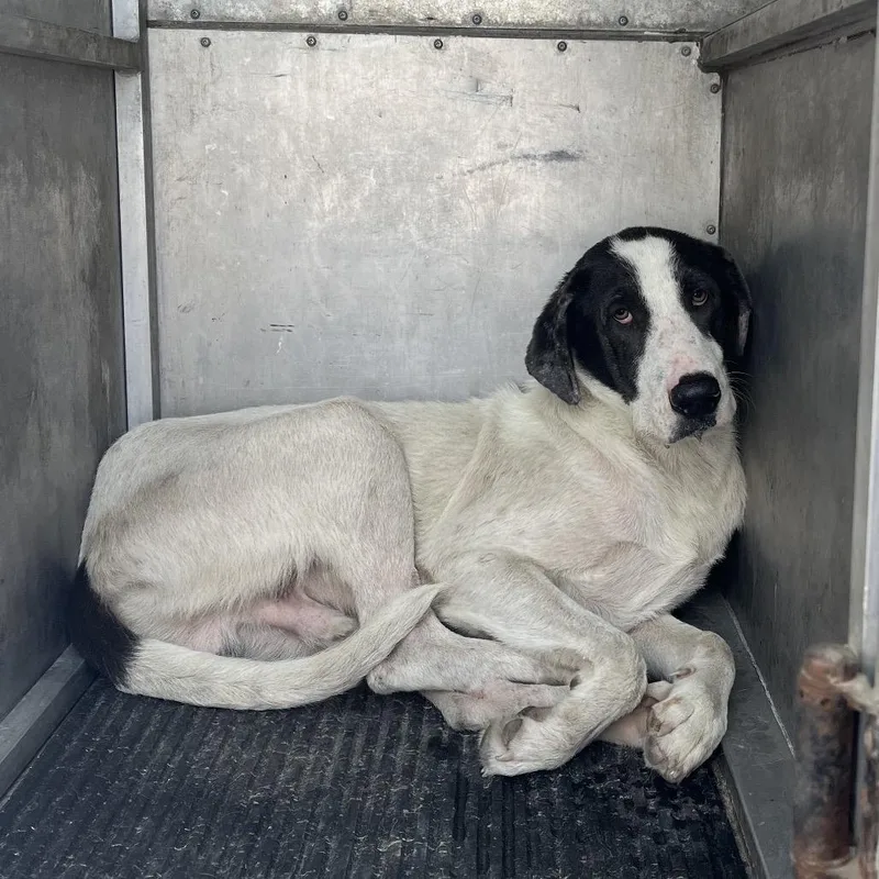 An adult medium-sized male White / Cream Great Dane dog named Lincoln for adoption in Edinburg, TX
