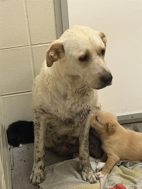 An adult medium-sized female Labrador Retriever dog named Calle for adoption in Corpus Christi, TX