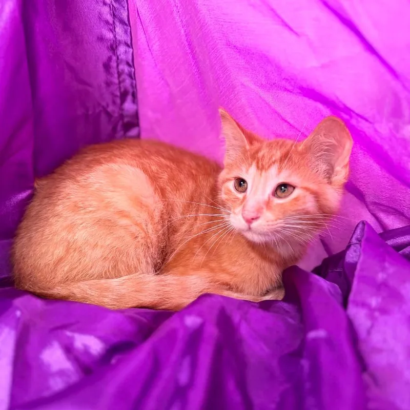 A baby small-sized male Orange / Red Domestic Short Hair cat named Bermuda Weeds for adoption in Eaton Rapids, MI