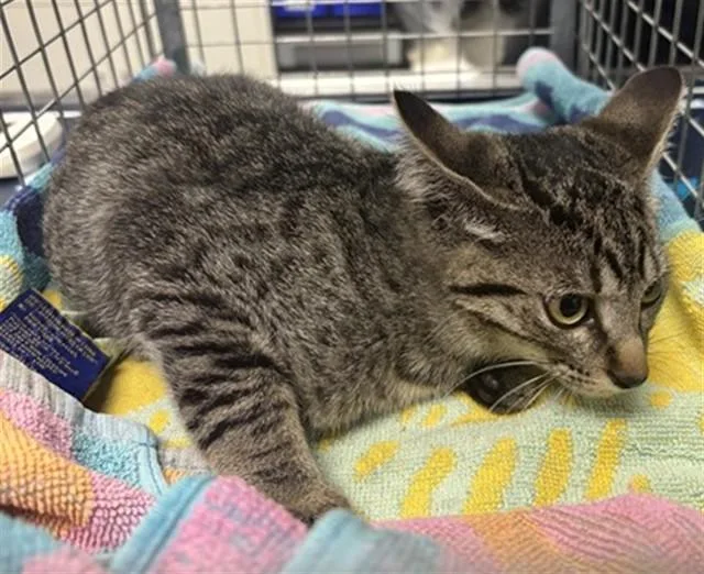 A baby small-sized female Domestic Short Hair cat named Pebbles for adoption in Ontario, CA