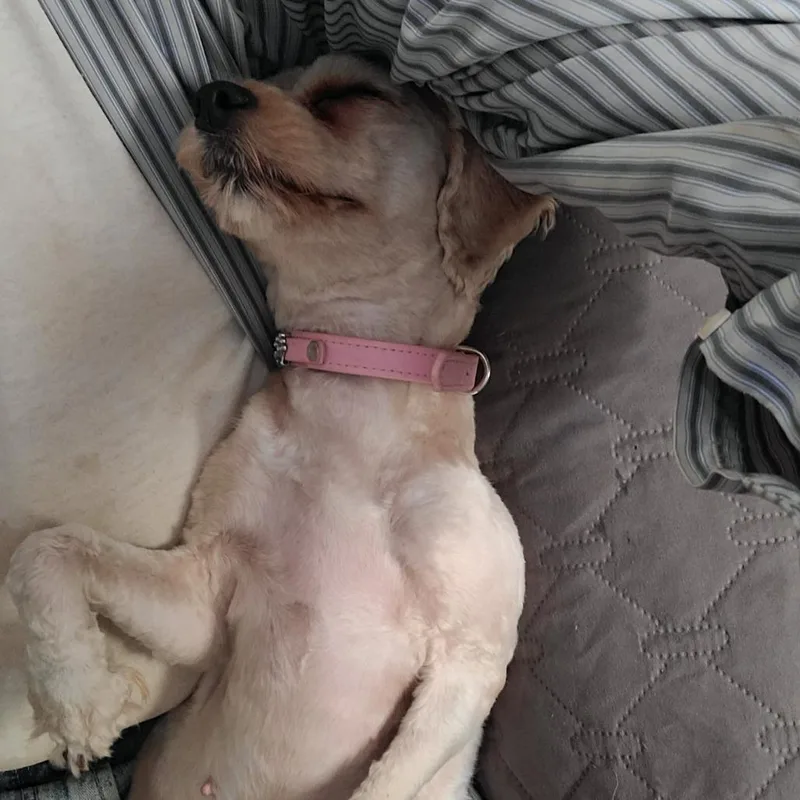 An adult small-sized female White / Cream Miniature Poodle dog named Snow for adoption in Southington, OH