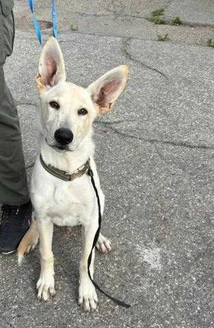 A young small-sized male German Shepherd Dog dog named A for adoption in Santa Monica, CA