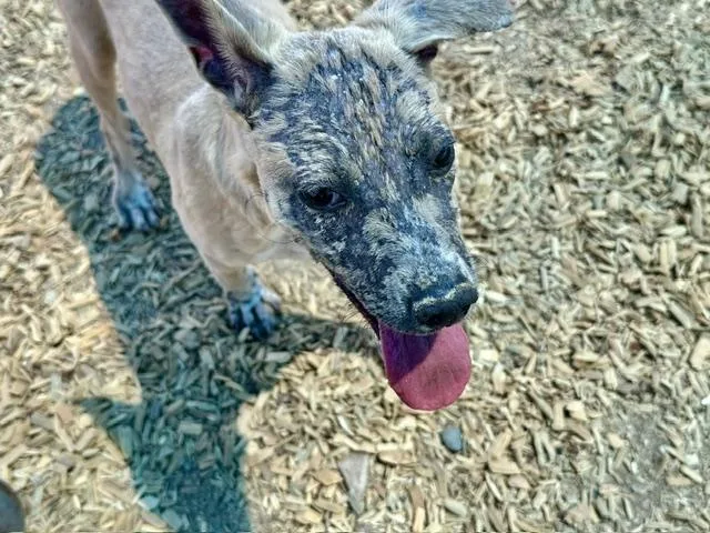 A young small-sized female Labrador Retriever dog named Lisha for adoption in Albuquerque, NM