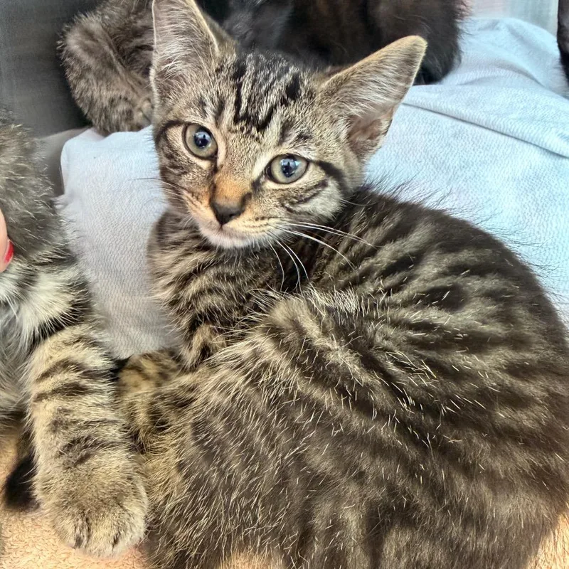 A baby small-sized female Brown / Chocolate Domestic Short Hair cat named Pepper for adoption in Madisonville, TN