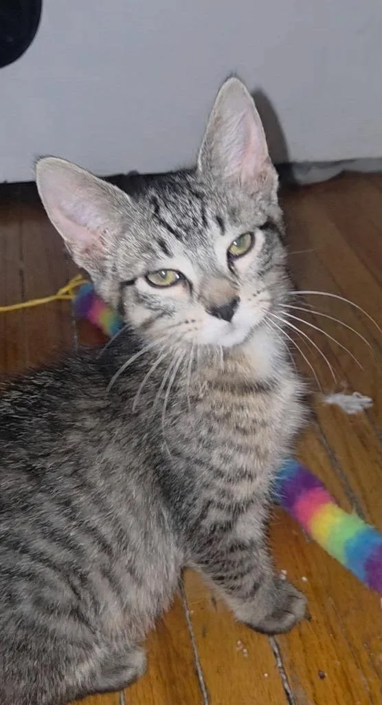 A baby medium-sized female Domestic Short Hair cat named Pistachio for adoption in Cloquet, MN