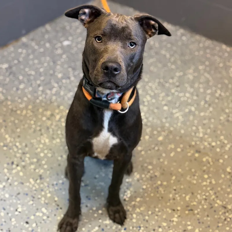 A young medium-sized male Gray / Blue / Silver Pit Bull Terrier dog named Frankie for adoption in Tuscaloosa, AL