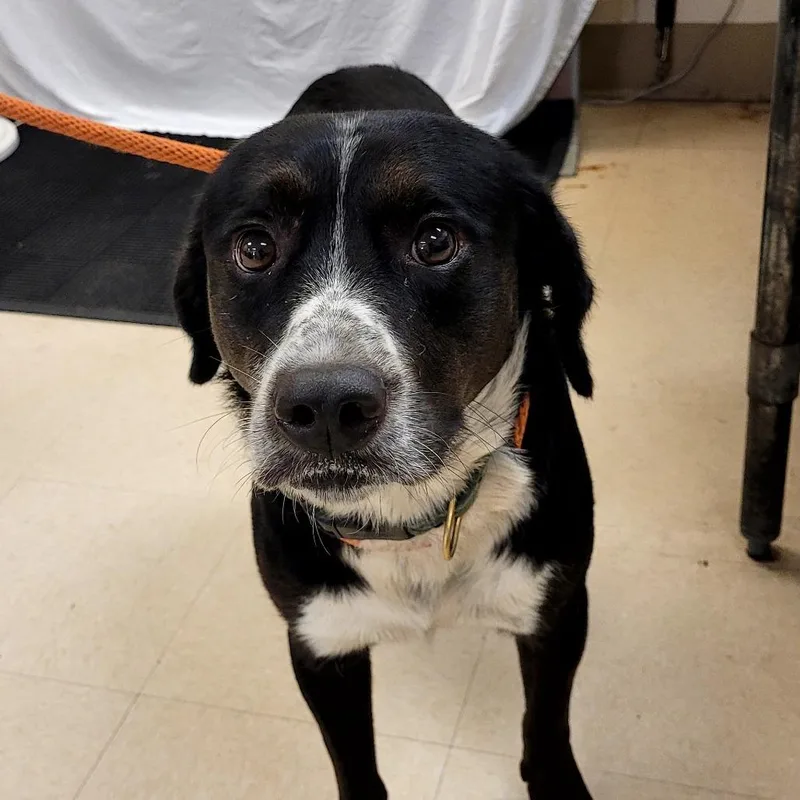 An adult medium-sized male Black Border Collie dog named SCFLStray for adoption in Lake Panasoffkee, FL