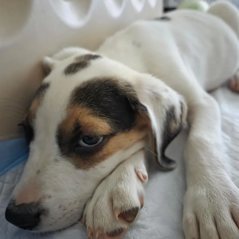 A baby small-sized female Hound dog named ALPHARETTA  Alex for adoption in Blairsville, GA