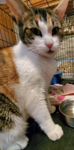 A senior medium-sized female Domestic Short Hair cat named Goldilocks aka Mimi for adoption in Windsor, CT