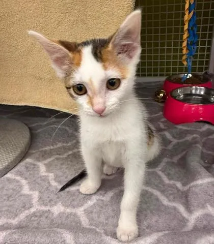 A baby small-sized female White Domestic Short Hair cat named Sherry for adoption in Kansas City, MO